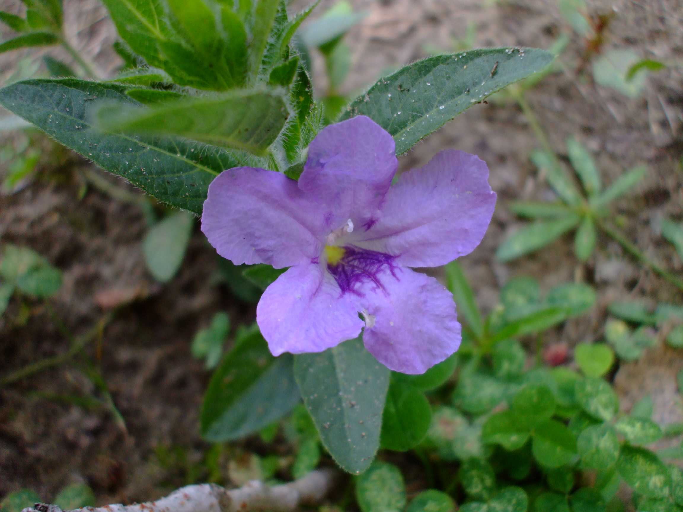 Ruellia humilis